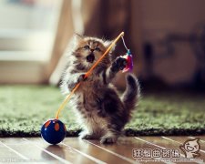 伪爱猫变态人士每天杀猫，杀猫是不是属于违法