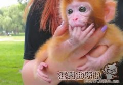 个人养猴子犯法吗，个人养猴子有什么危害