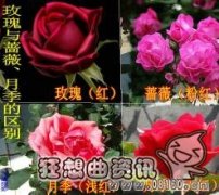 玫瑰和月季有什么区别，月季花和玫瑰花有什么不同的功效