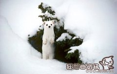 一个貂皮大衣需要多少只貂，应该如何正确的挑选貂皮大衣
