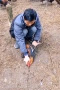 在鸡前面画一条线定鸡术的原理是什么，有什么科学解释