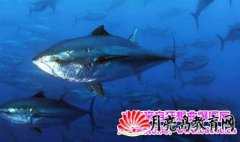 金枪鱼为什们那么贵？吃金枪鱼有什么禁忌