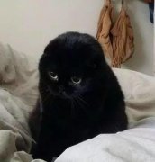 猫是招鬼还是辟邪的？猫看见鬼有几种表现