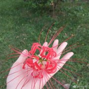 彼岸花用血喂养会如何？什么星座最像彼岸花