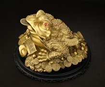 金蟾是癞蛤蟆吗？活金蟾可以随便养吗