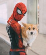 科普：柯基犬为什么叫挖掘基、行走的煤气罐、神烦、柯猪，市场上的柯基犬价格是多少