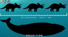 现在地球上有比蓝鲸更巨大的生物吗，蓝鲸要灭绝吗还有多少
