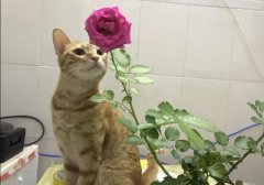 V圈梁木是什么意思？圣经中梁木和刺是什么意思？