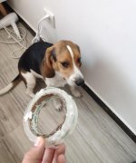 比格犬联盟中梅西、哟西、忍人是什么意思？