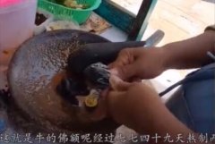 印度佛鹅呢是什么食物？佛额呢到底是啥？