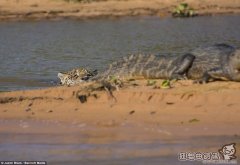 老虎潜伏在水里咬死鳄鱼，老虎和鳄鱼打架精彩视频