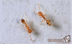 灭蚂蚁最有效的方法是什么？在生活中蚂蚁有什么危害？