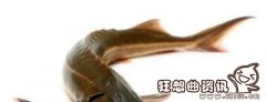 养殖鲟鱼一年时间能长多大？怎样饲养中华鲟食用鱼？