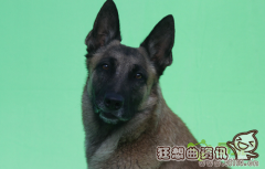 湄公河行动啸天是什么品种的狗？现实中的缉毒犬是如何训练出来的？