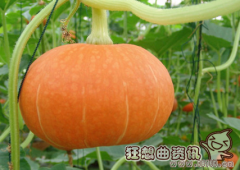 南瓜在北方可以种吗？南瓜的种植时间和种植方法