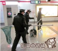 捕狗器抓流浪狗过程视频，流浪狗被捉后会如何处理？