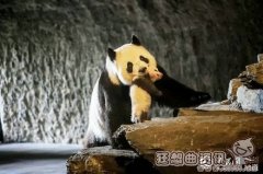 中国熊猫吃穷美国动物园，美国现在有几只大熊猫？