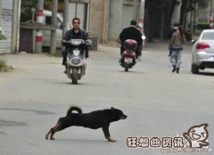 男子偷狗时不慎误中毒镖身亡人，吃了被毒杀的狗有危险吗？
