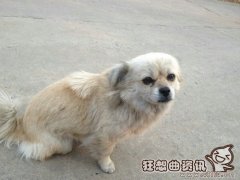 流浪的小狗能不能收养？收养流浪狗必须要做的事