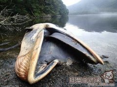 每年有多少鲸鱼被人类捕杀？鲸鱼集体自杀事件揭秘