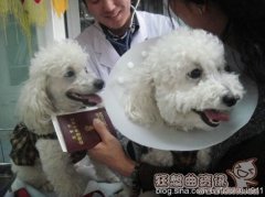 猫狗抓伤但是未出血需要打针吗？被猫狗抓伤出血怎么办？