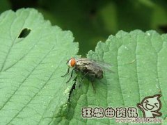 灭苍蝇最有效的方法是什么？灭苍蝇的药对人有害吗？