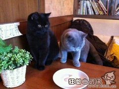 有什么办法带猫咪从澳洲回国？从国外带猫咪回国要注意什么？