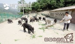 养野猪的成本和利润如何？人工养殖野猪饲料的搭配方法
