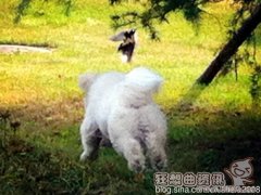 狗狗怕雾霾吗？狗狗如何对抗雾霾天气？