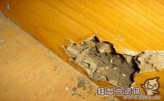 闹过白蚁的房子还能买吗？买房子留意白蚁防治