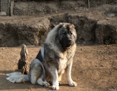 能咬死藏獒的凶悍狗狗图片，藏獒和比特犬打架视频