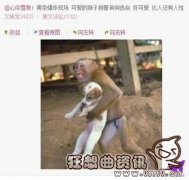 实拍猴子抱着狗狗逃命，猴子抱狗照片被曝造假