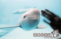 世界上江豚总共还有多少只？江豚现在属于国家几级保护动物？