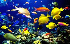 男子海边突遭不明物拖走视频，海里恐怖未知生物图片