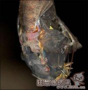 毛毛虫变成蝴蝶的完整过程揭秘，毛毛虫怎样变蝴蝶视频
