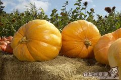 南瓜算是主食还是蔬菜，南瓜有什么功效和作用?
