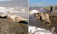 海滩惊现神秘怪物尸体疑是龙首，盘点海中的神秘生物