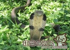 世界最大帝皇眼镜蛇王图 ，盘点世界上最恐怖的的动物