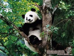 为什么国外没有野生大熊猫，野生大熊猫主要分布在哪些地方?
