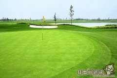 高尔夫球场种的是什么草，高尔夫球场的草应该如何打理?