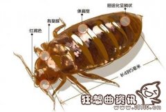 臭虫与蜱虫有什么区别，被臭虫和蜱虫咬伤后应该怎么做?