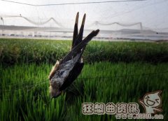 为什么鸟能被粘在网上下不来，粘鸟捕鸟违法吗?
