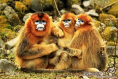 金丝猴吃什么食物维生，金丝猴主要分布在哪些区域?