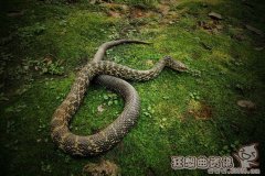 萧山地区主要有哪几种蛇，被蛇咬伤后应该怎么办?