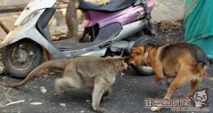 印度的可爱猴子收养流浪小狗，收养流浪小动物需要办理什么手续吗?