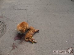 狗狗遭遇车祸怎样处理，遛狗时应该注意什么?