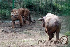 动物园中的老虎居然不敢吃牛，盘点动物园老虎伤人事件