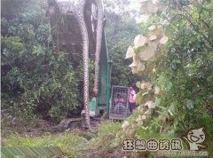东汉古墓挖出超级巨蟒，盘点世界上的超级巨蟒