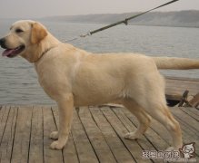 中国武警警犬训练过程视频，警犬一般都是哪些品种的狗?
