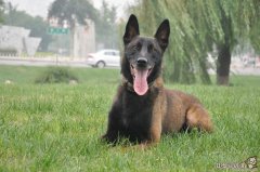 马犬为什么这么喜欢咬主人，哪些犬类动物喜欢咬人